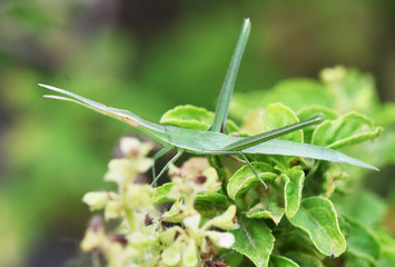 Grasshopper