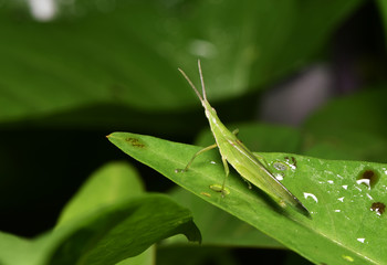 Grasshopper