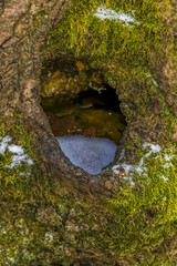 Hole in the tree