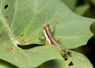 Grasshopper