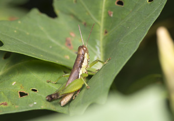 Grasshopper