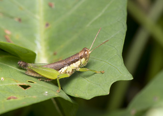 Grasshopper