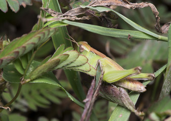 Grasshopper