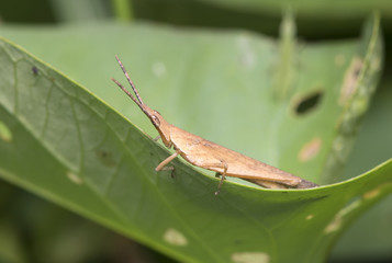 Grasshopper