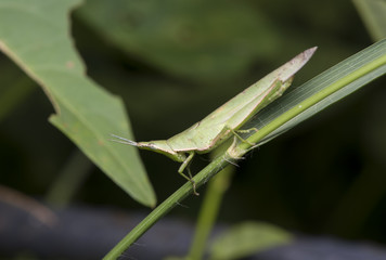 Grasshopper