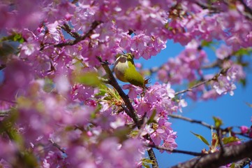 河津桜とメジロ