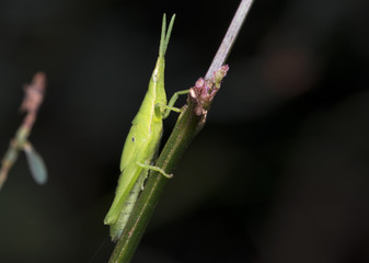 Grasshopper