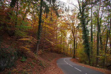 Fototapeta na wymiar Forêt en automne