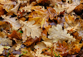 Oak leaves after rain