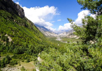 Fototapeta na wymiar A long valley view with alpine trees surrounding it