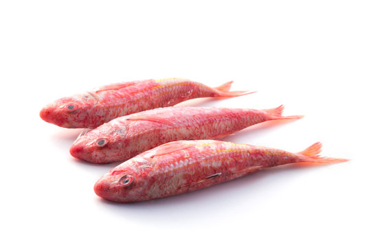 Rouget - Poisson frais