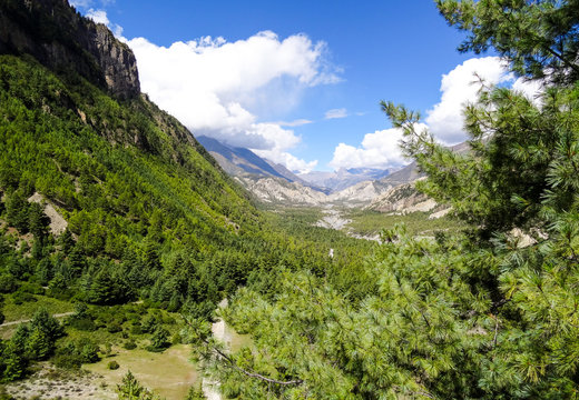 A long valley view with alpine trees surrounding it