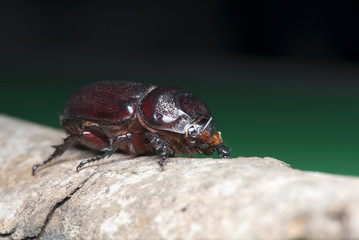 Beetles