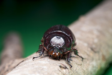 Beetles