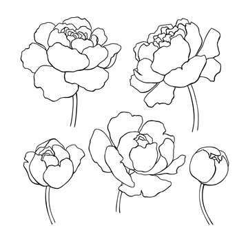 Peony line drawing. Vector hand drawn outline flower set.