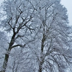 Winterliche Baumkronen