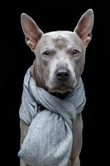 beautiful thai ridgeback dog in grey scarf