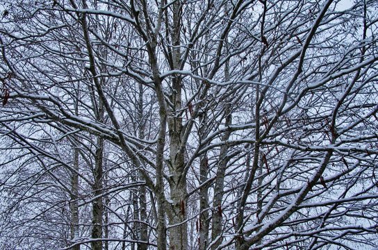 Winterliche Baumkronen