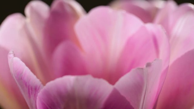 Closeup view of petals of pink tulips isolated at black background. Flowers rotating. Real time full hd video footage.