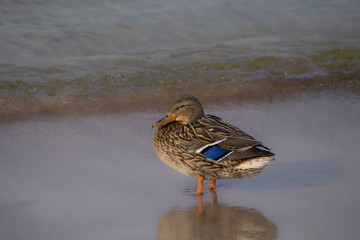 duck standing on sand