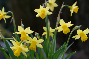 easter flowers