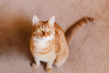 Cute ginger cat sitting on beige carpet. Fluffy tabby pet looking curiously.