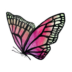 Illustration of a watercolor butterfly with a black outline.