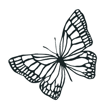 Isolated image of butterfly contours