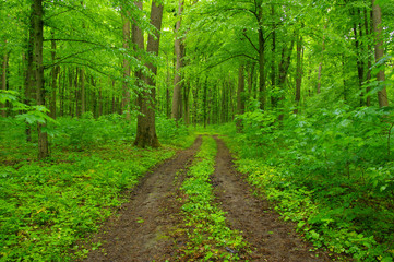 Green forest and path
