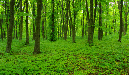 Obraz premium Forest trees in spring