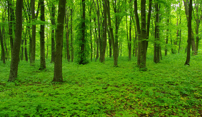 Fototapeta premium Forest trees in spring