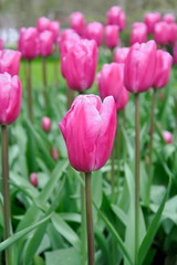 Tulip blossom. Close-up pink flowers field outdoors.
