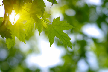 Green leaves and sun