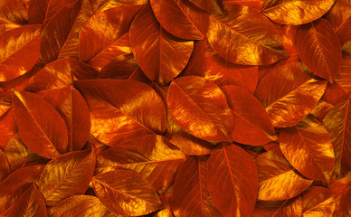 Leaf texture. Nature concept