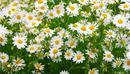 Fototapeta premium White daisy on field