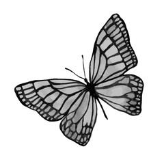 Isolated image of a butterfly in two colors