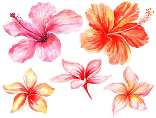 Watercolor set of floral tropical natural elements.