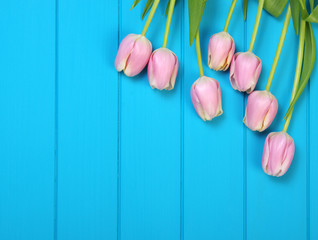 Tulips on blue wood.