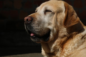  Portrait Of Labrador Retriever 
