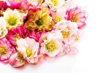 クリスマスローズの生花の背景