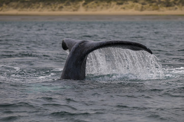 Southern Right Whale tail, Patagonia, Argentina