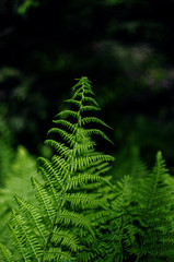 Young green leaves close-up outdoor spring