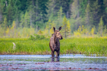 A moose cow standing in the marsh on an early summer morning. 