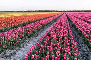 Keuken spatwand met foto Tulpen uit Nederland. © rijkkaa
