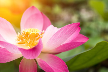 Obraz na płótnie Canvas Close up pink lotus flower