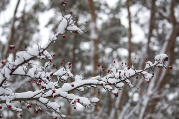 A branch of wild rose in the snow. Winter beautiful nature