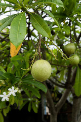 Fruit of Suicide tree