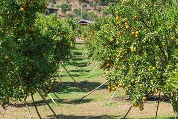 Orange plantation garden