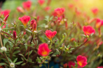 Close up Portulaca grandiflora flower.