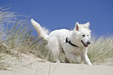 Swiss White Shepard